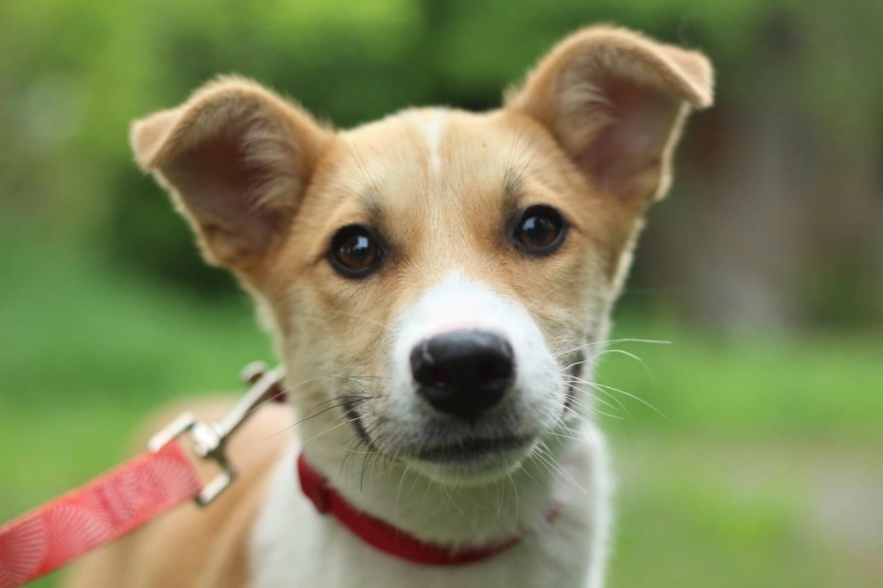 Chiens à adopter